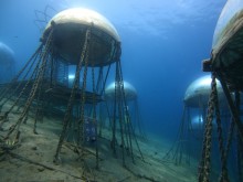 Basilikum unter Wasser